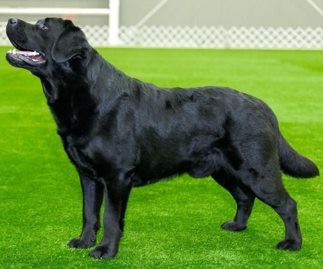 https://bazurtokennels.com/wp-content/uploads/2024/04/belushi_for_website.310161756-e1714407455709.jpg