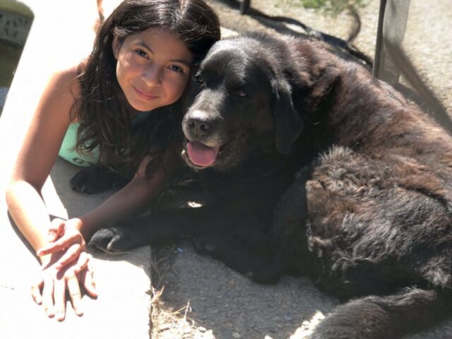 10 Fun Facts About Labrador Retrievers: The Ultimate Companion with a Big Heart #LabradorPuppies #BazurtoKennels