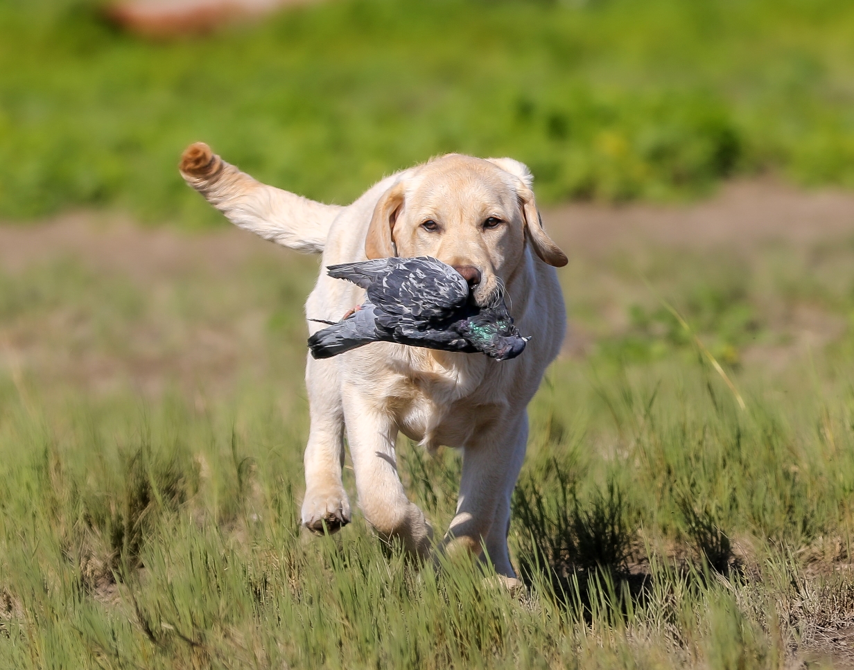 https://bazurtokennels.com/wp-content/uploads/2024/06/Popper-catching-bird-2.jpg