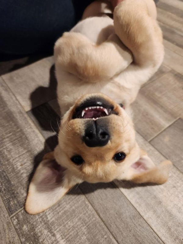 https://bazurtokennels.com/wp-content/uploads/2024/06/Silly-Goose-e1718994908337.jpg