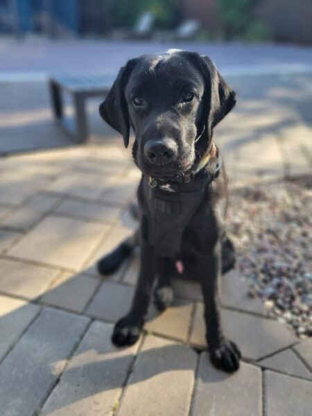 https://bazurtokennels.com/wp-content/uploads/2024/07/Roy-e1725712537342.jpg