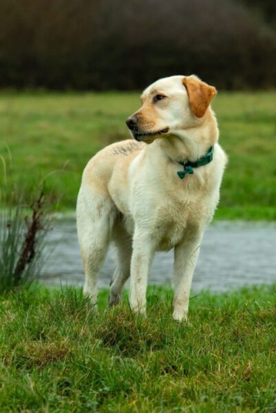 https://bazurtokennels.com/wp-content/uploads/2024/07/Windsor-e1725712564870.jpg