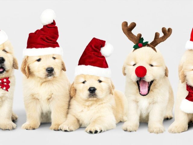 The Priceless Gift of Time and Connection: Building Memories with Puppies and Family