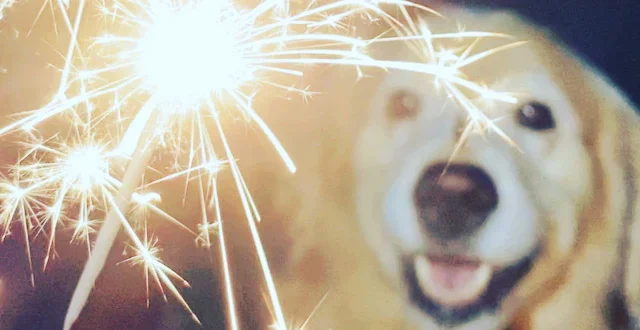IMPORTANT | Ringing in the New Year with a bang and a bottle: Effects on your dog.