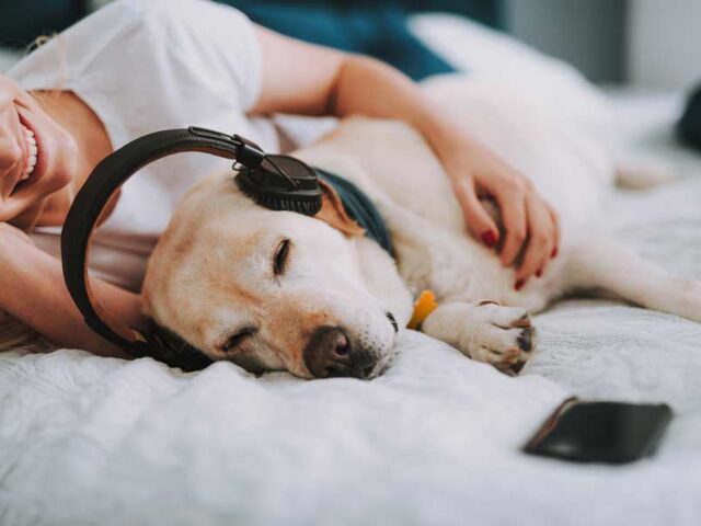 Why Labrador Retrievers Are So Popular (and expensive)? #LabradorPuppies