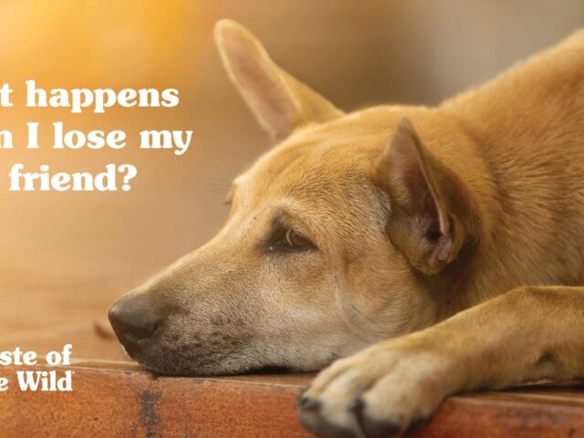 Ensuring a Lifetime of Love for Our Dogs: The Importance of setting up a Will and Trust for Your Pets