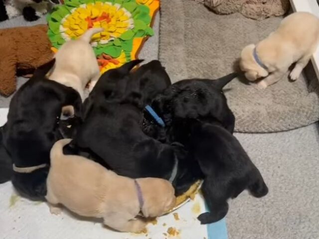 Watching Adorable New Labrador Retriever Puppies Blossoming