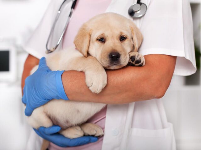 #PetHealthInsurance: A Lifesaver for Your Four-Legged Family Member