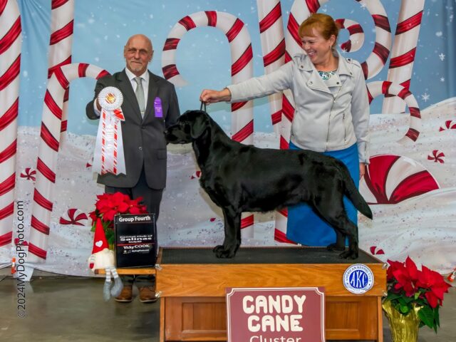 How to Find the Best Purebred Dog: A Guide to Responsible Ownership