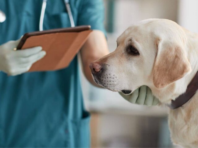 Why Should You Buy from a Breeder? Ethical Breeder vs. Puppy Mill #LabradorRetriever #LabradorPuppies