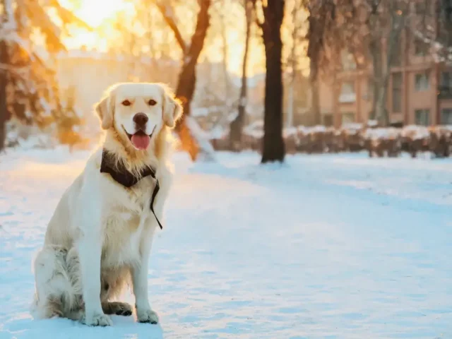 Winter Tips and Tricks: Puppy’s Grooming