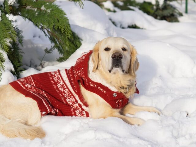 Winter: Keeping Your Pet Active Year-Round #Winter, #labradorretriever