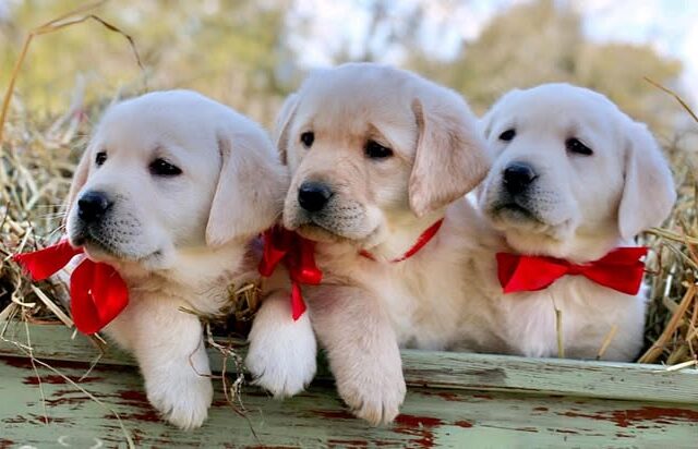 Why Dogs Aren’t Cupid’s Gifts on Valentine’s Day