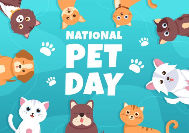 April 11th: Celebrate #NationalPetDay – 10 Ways to Show Love to Your Labrador Retriever
