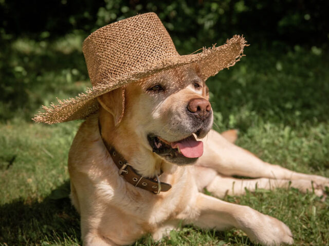 Sun Safety and Labrador Retrievers In The Summer