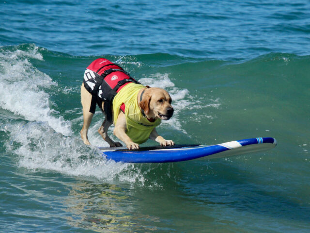 World Dog Surfing Championships – Water Safety and Beach-Loving Pups  #DogSurfing #LabradorRetreiver #BazurtoKennels