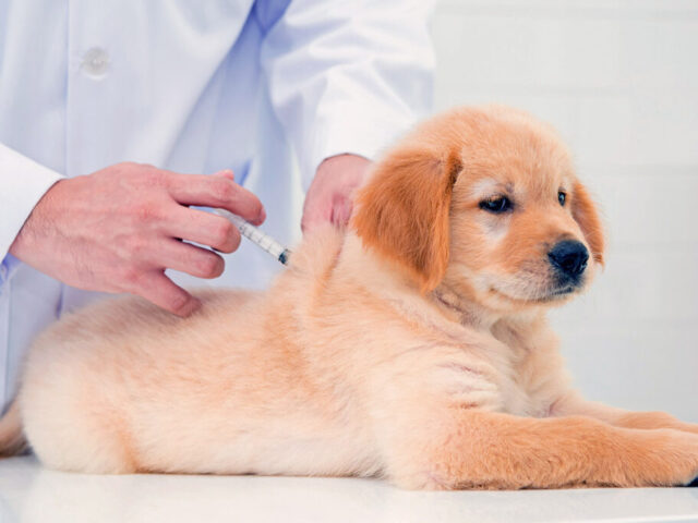 It’s Vaccine Season (for dogs)